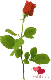 http://i1008.photobucket.com/albums/af201/MaiDat_album/rose.gif