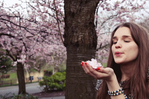 photo cherryblossoms_zps58c9c963.gif