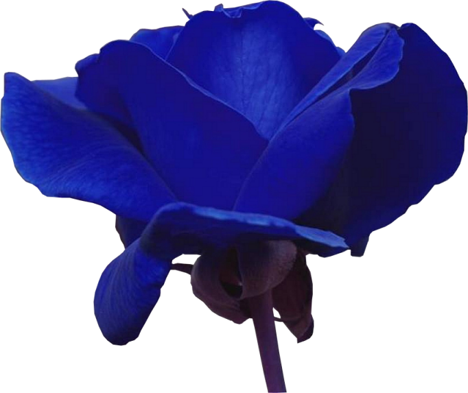 rosa  azul