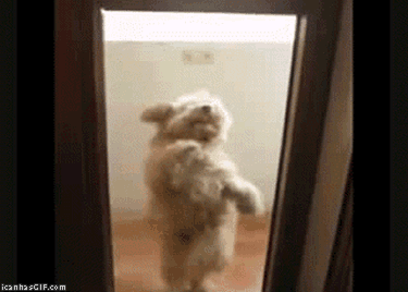 funny photo: funny-gif-dog-dancing-door funny-gif-dog-dancing-door.gif