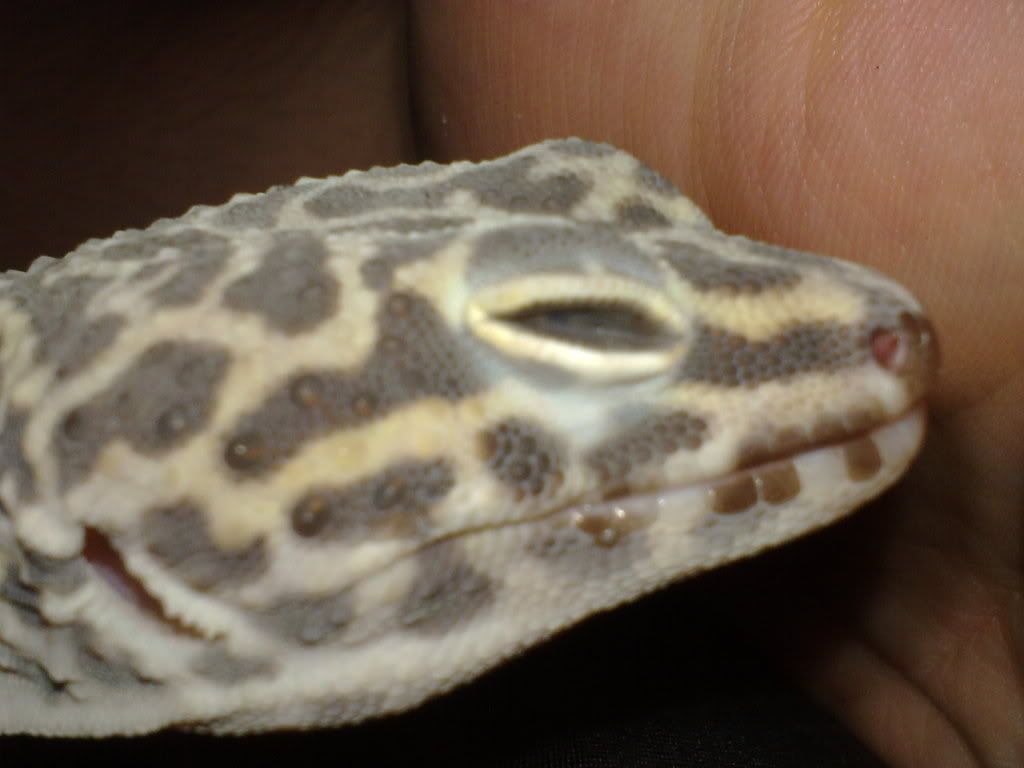 blind gecko ??? Reptile Forums