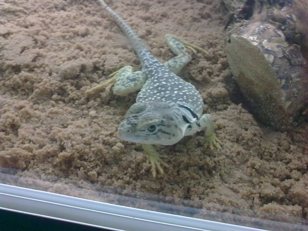 Collared/ collard lizards and setup Reptile Forums