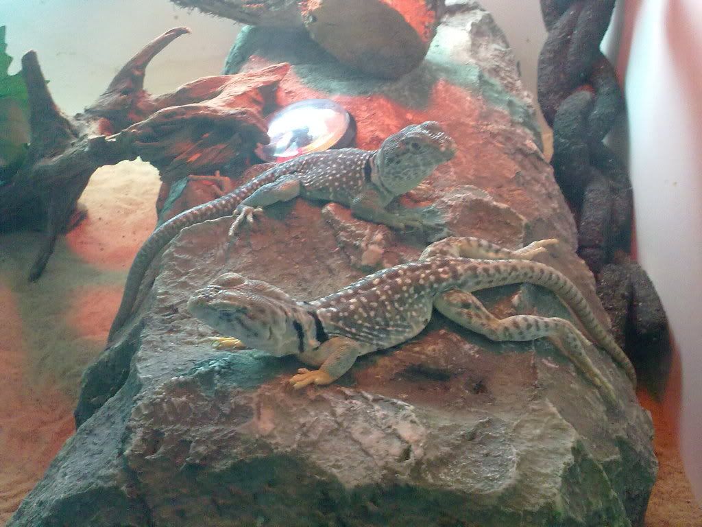 Collared/ collard lizards and setup Reptile Forums