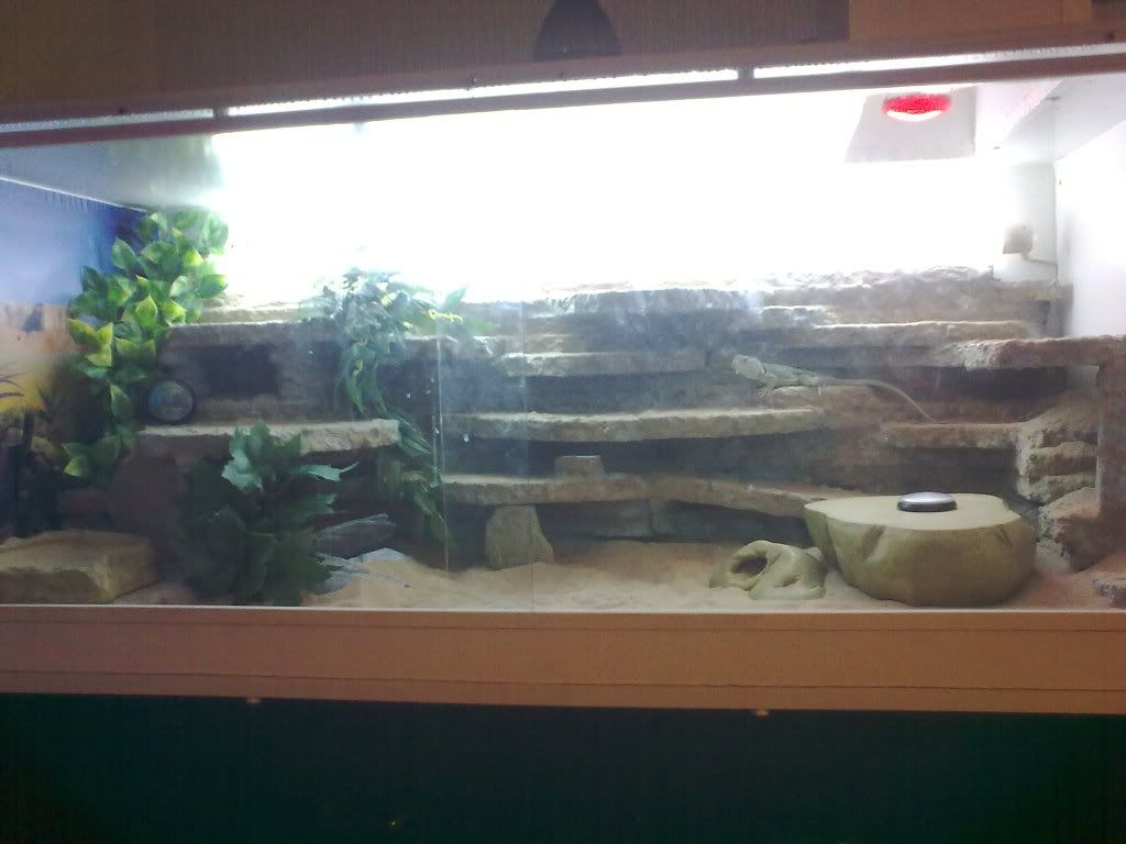 Collared/ collard lizards and setup Reptile Forums