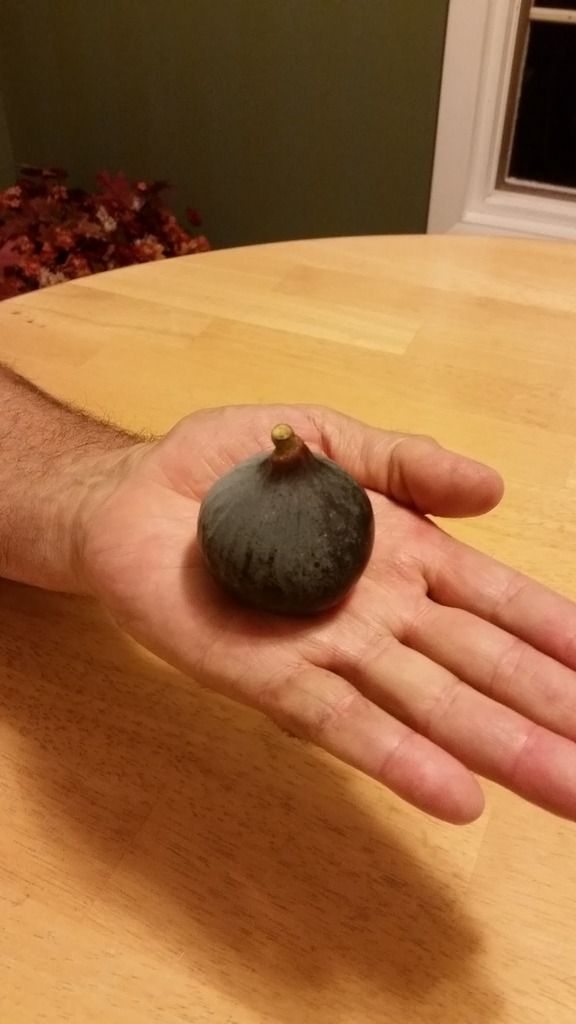  photo 20161013_213238-2_zpszts9xken.jpg