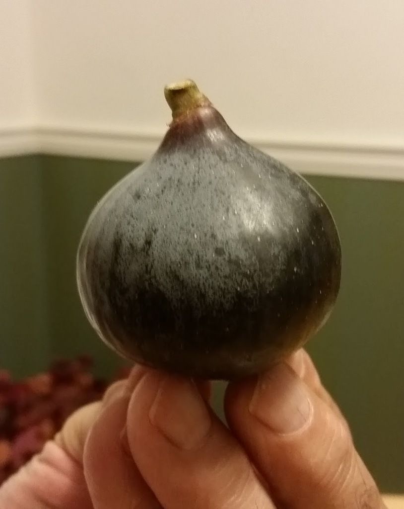  photo 20161013_213432_zpsbvqvcng6.jpg