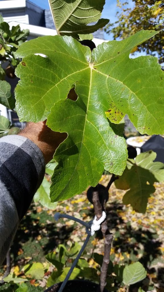  photo 20161015_112517_zps72atphhc.jpg