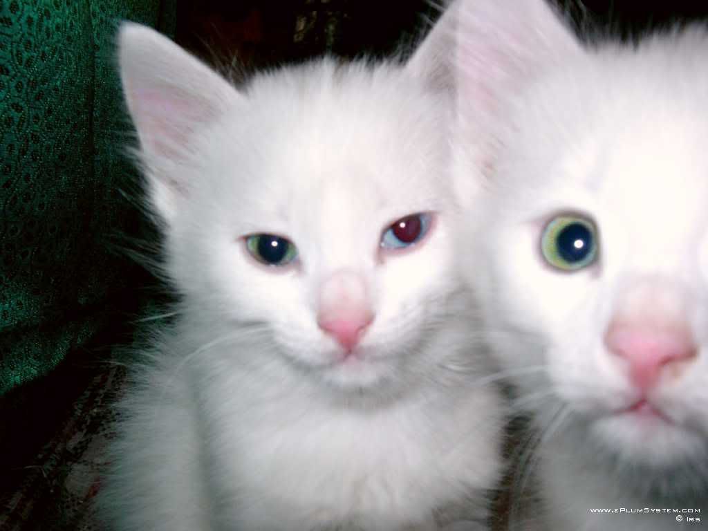 Adoptii caini /pisici Brasov. - Home | Facebook