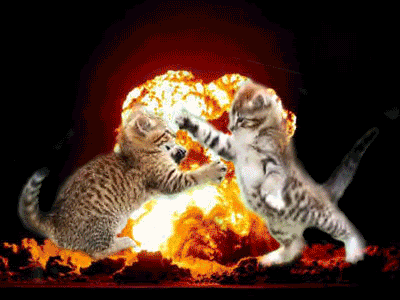 Catfight_zpspqa8vg9f.gif