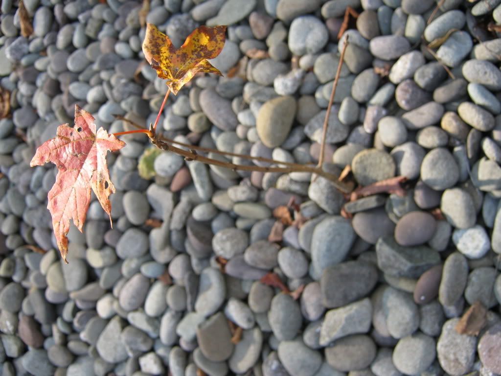 photography Pictures, Images and Photos