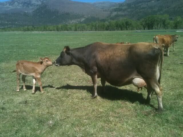 Testing the milk? - Cattle