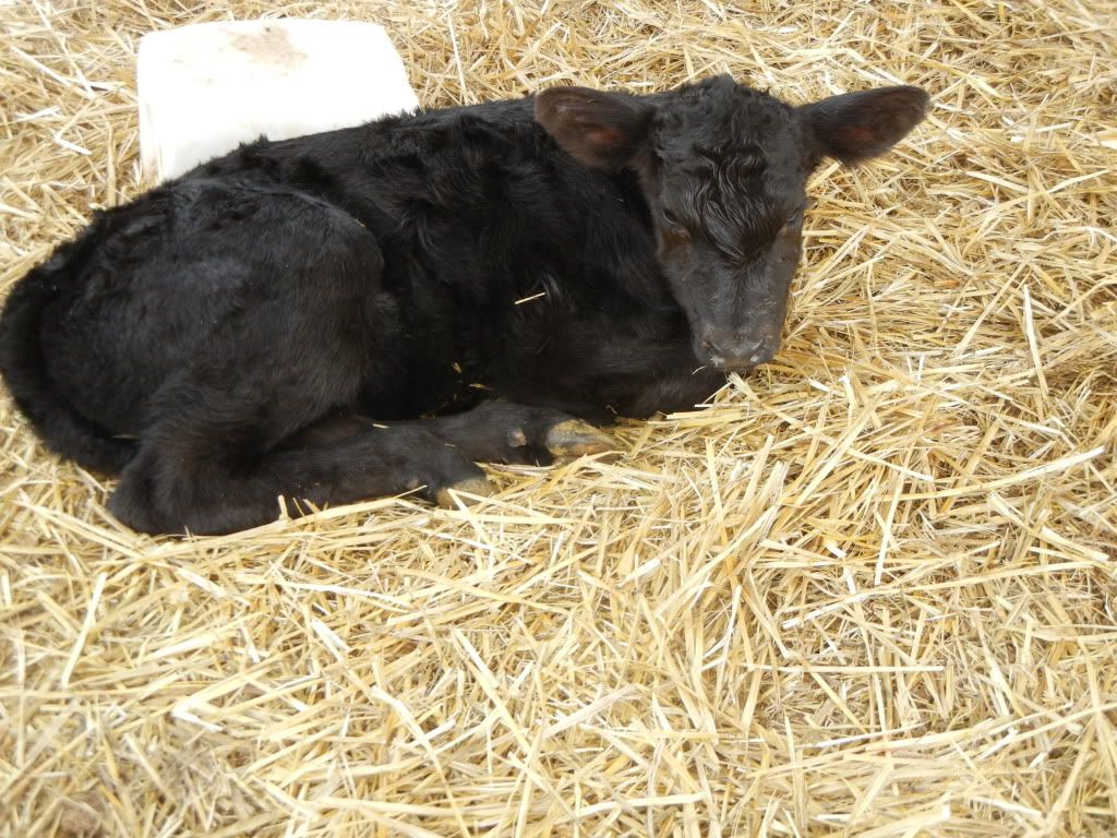 Wanted to share our Surprise! :) - Cattle