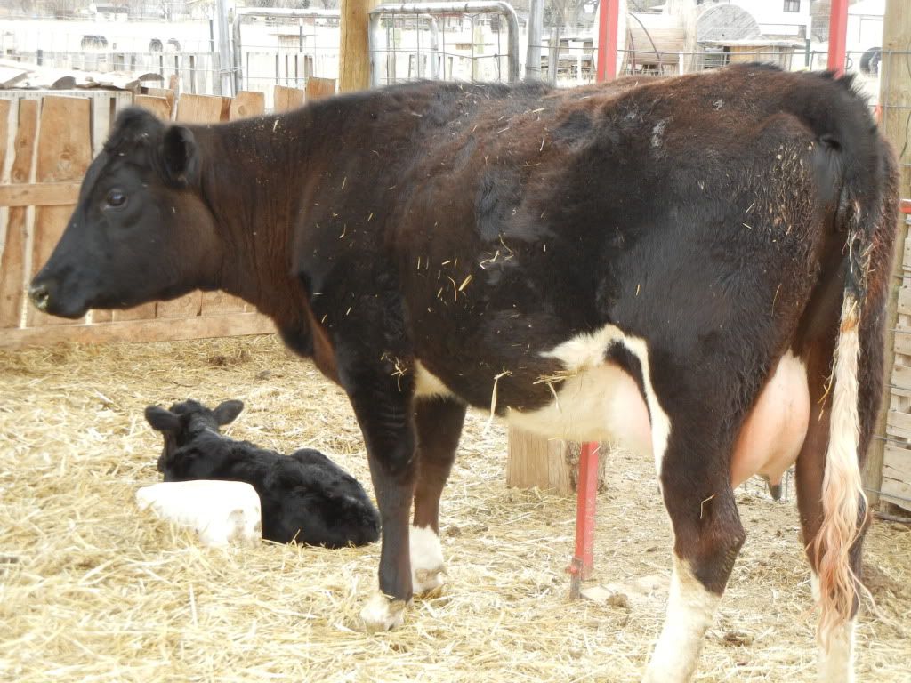 Wanted to share our Surprise! :) - Cattle