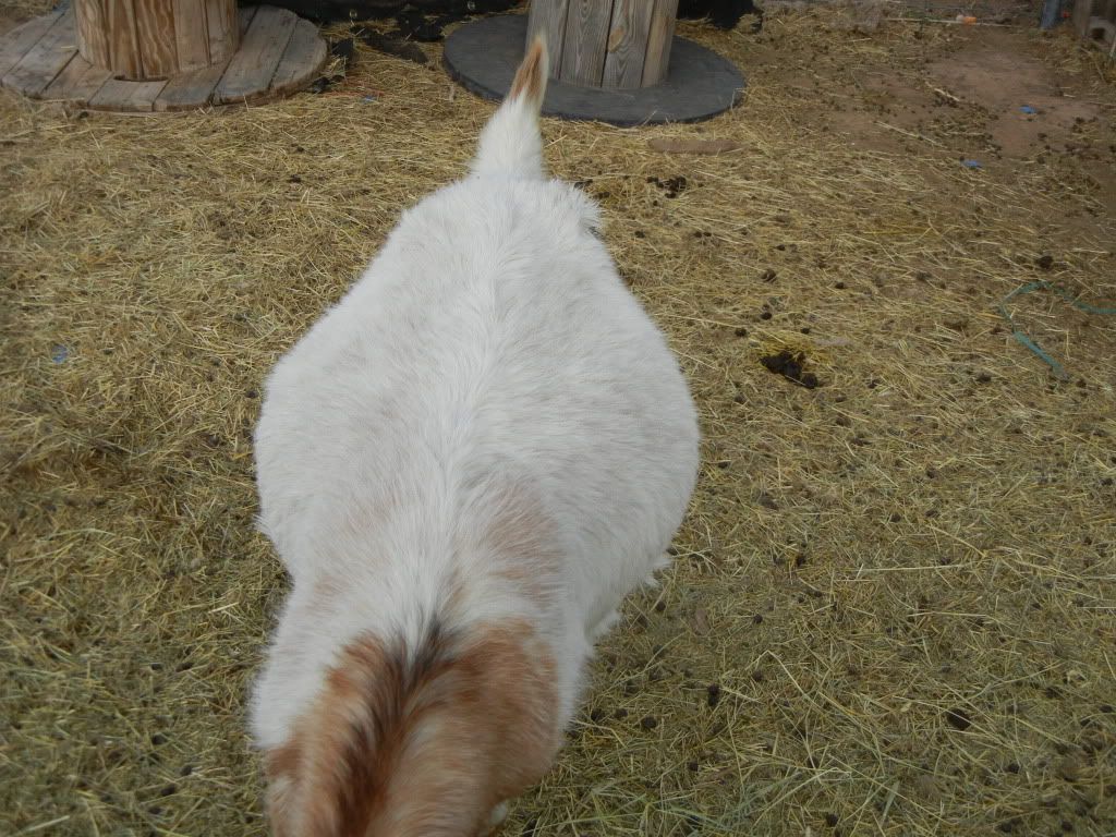 Boer Doe--pics--when are these babies coming? :) - Goats