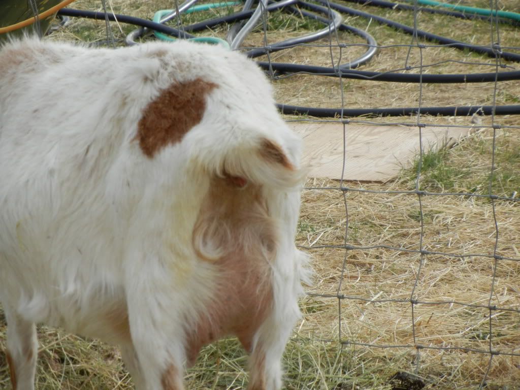 Boer Doe--pics--when are these babies coming? :) - Goats