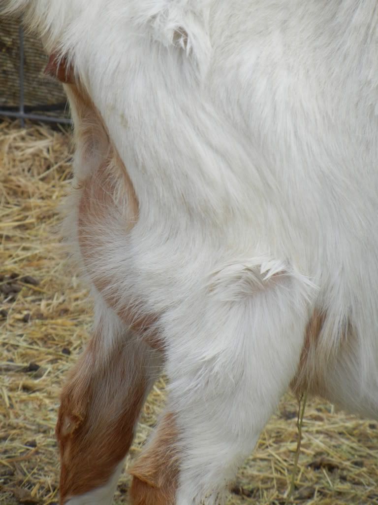 Boer Doe--pics--when are these babies coming? :) - Goats