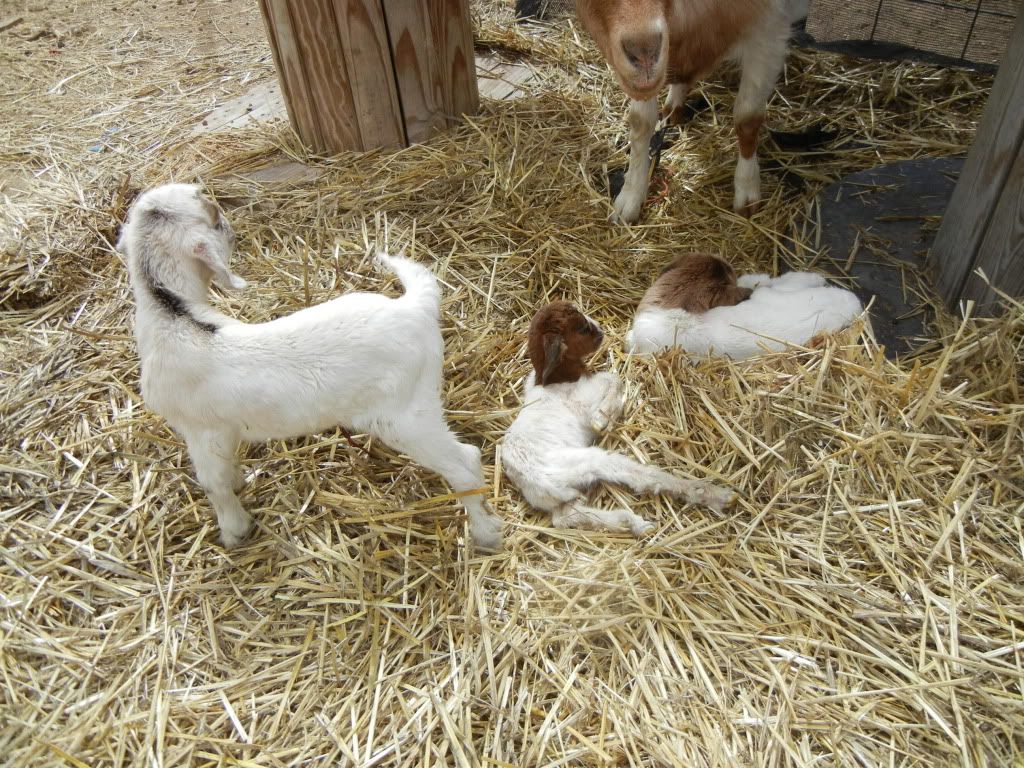 Yay Rosie! - Goats