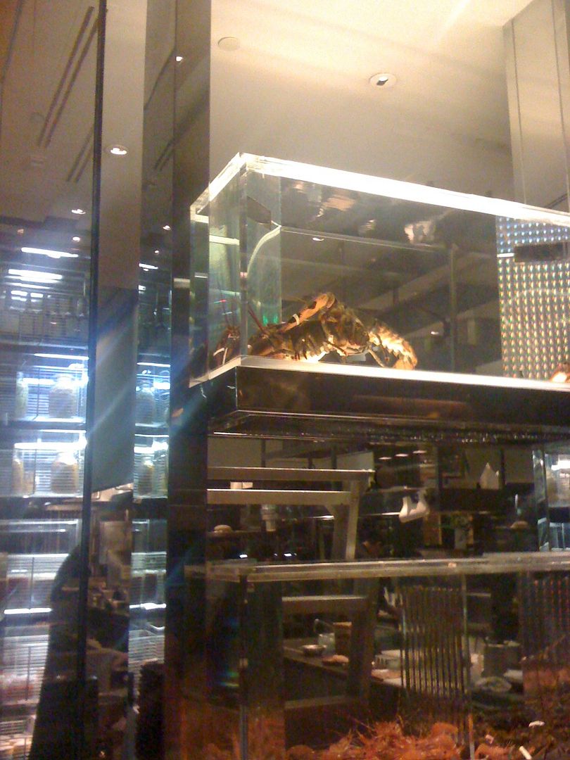 Live Lobster Porn at Sensi Live Lobster Porn at Sensi