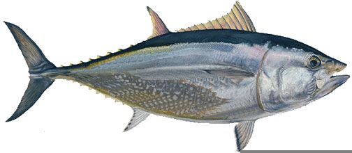 Bluefin Tuna, Almost Extinct So Don't Eat It. Please. Bluefin Tuna, Almost Extinct So Don't Eat It. Please.