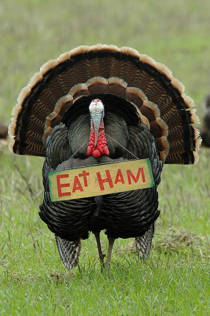Gobble Gobble! Happy Thanksgiving! Gobble Gobble! Happy Thanksgiving!
