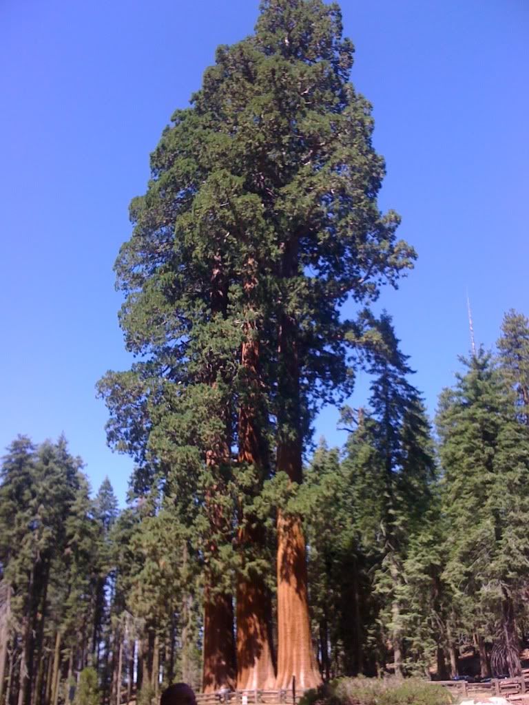 Big Ass Tree in Sequoia National Park Big Ass Tree in Sequoia National Park