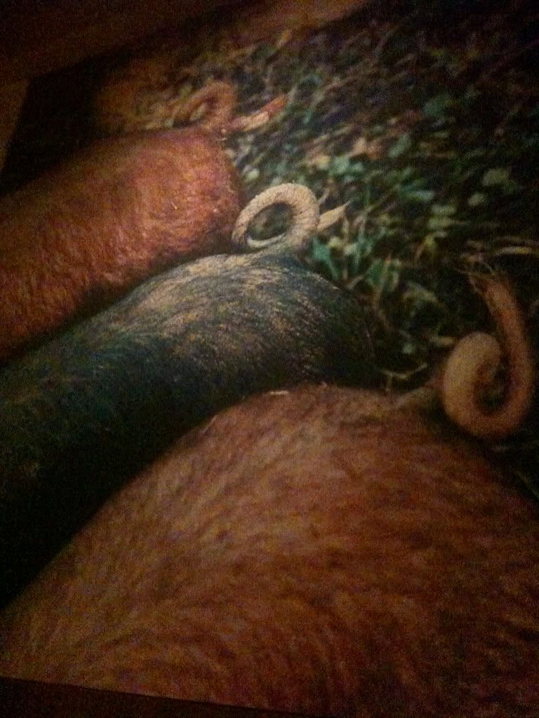 Wall-Sized Pig Asses at Incanto Wall-Sized Pig Asses at Incanto