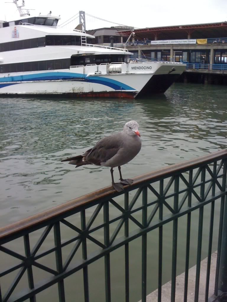 Lucky Bird Lucky Bird