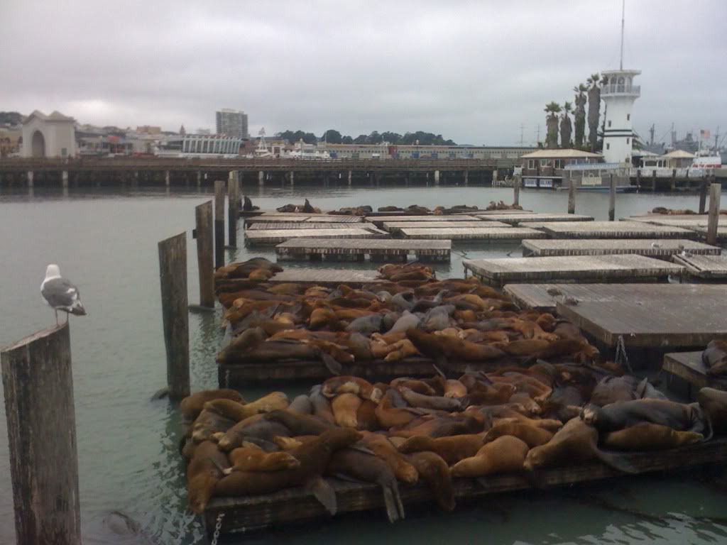 Smelly Sea Lions at Pier 39 Smelly Sea Lions at Pier 39